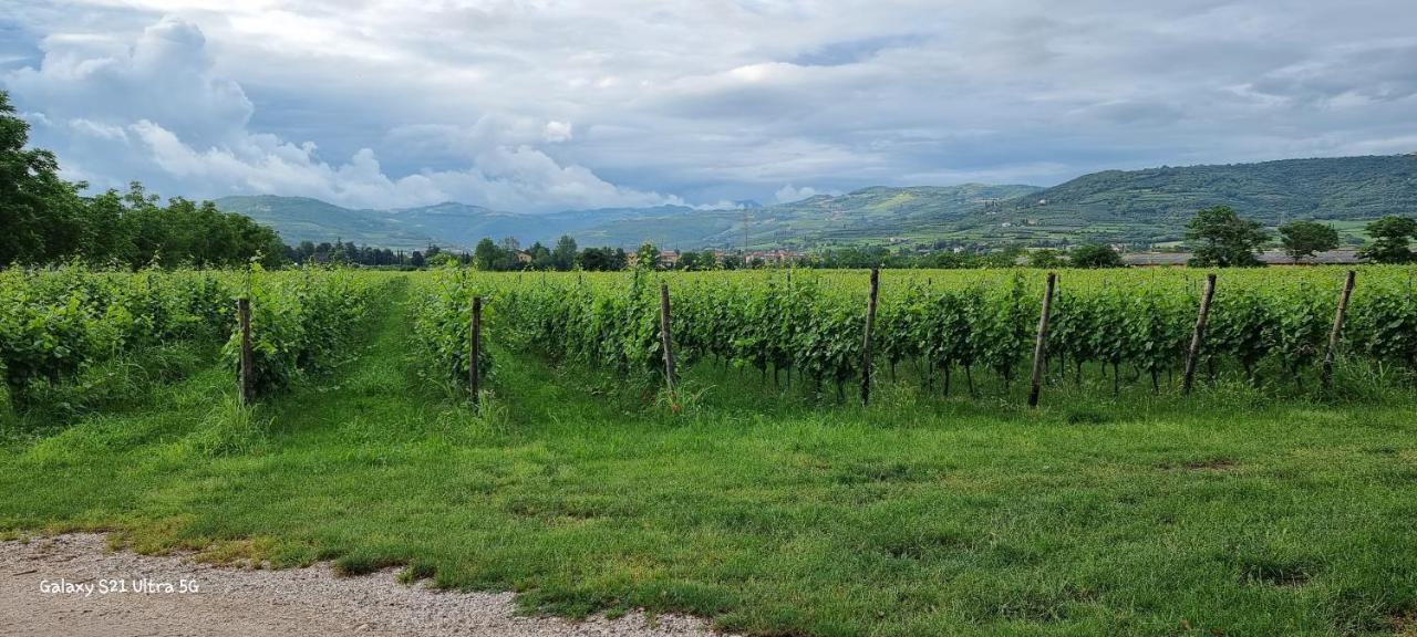 Agriturismo Alle Albare Montorio Veronese 외부 사진