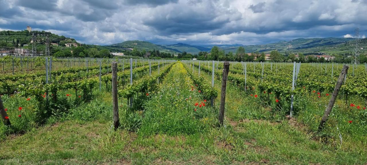 Agriturismo Alle Albare Montorio Veronese 외부 사진